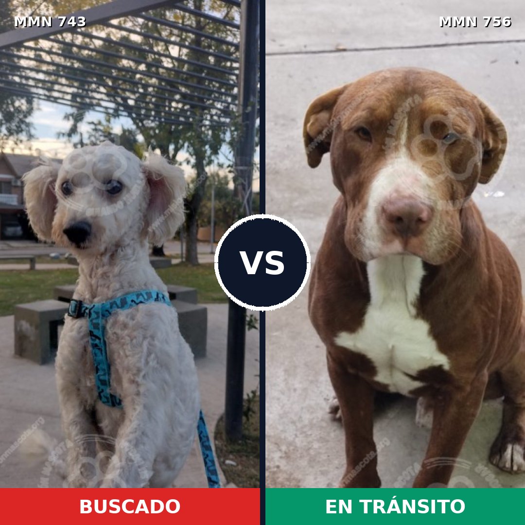 Comparativa MMS 12171: mascota perdida y mascota encontrada, 35% de similitud