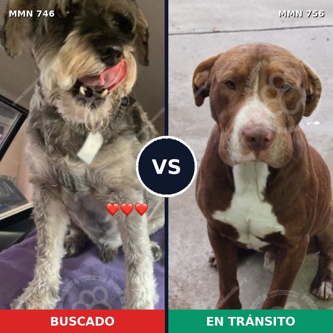 Comparativa MMS 12173: mascota perdida y mascota encontrada, 7% de similitud