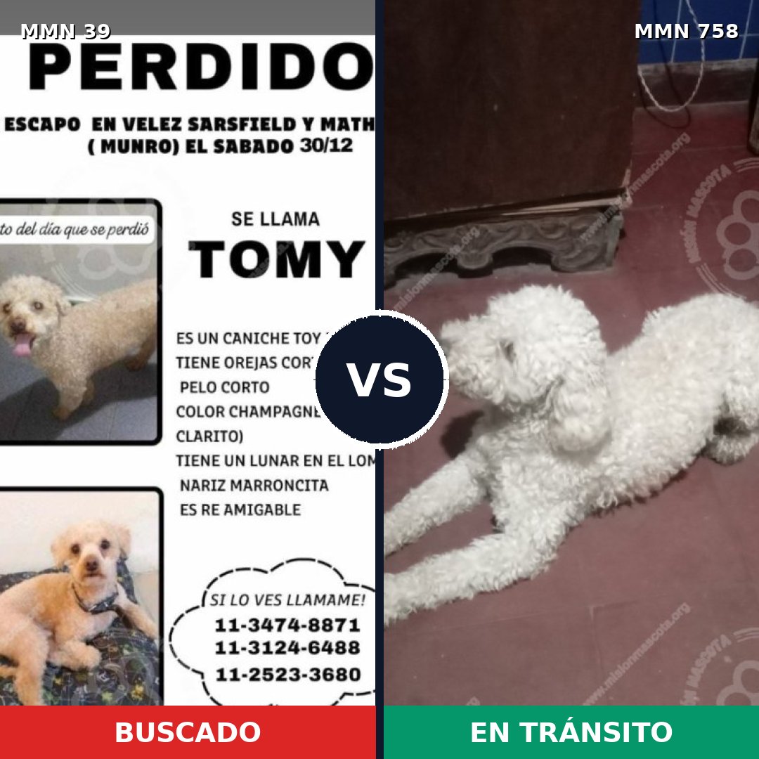 Comparativa MMS 12174: mascota perdida y mascota encontrada, 54% de similitud