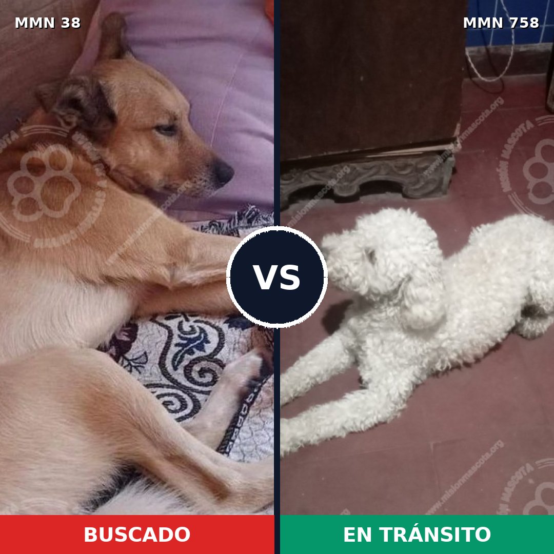 Comparativa MMS 12175: mascota perdida y mascota encontrada, 32% de similitud