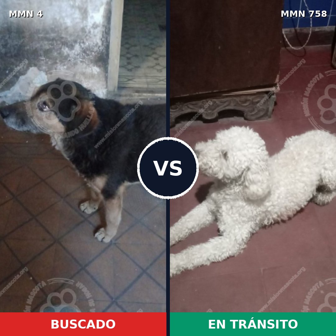 Comparativa MMS 12176: mascota perdida y mascota encontrada, 34% de similitud