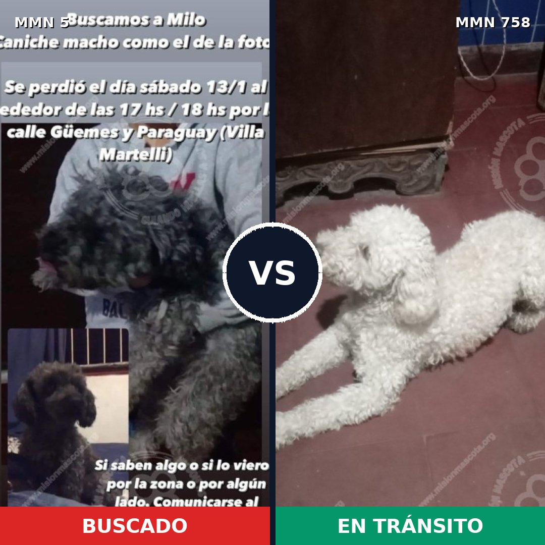 Comparativa MMS 12177: mascota perdida y mascota encontrada, 67% de similitud