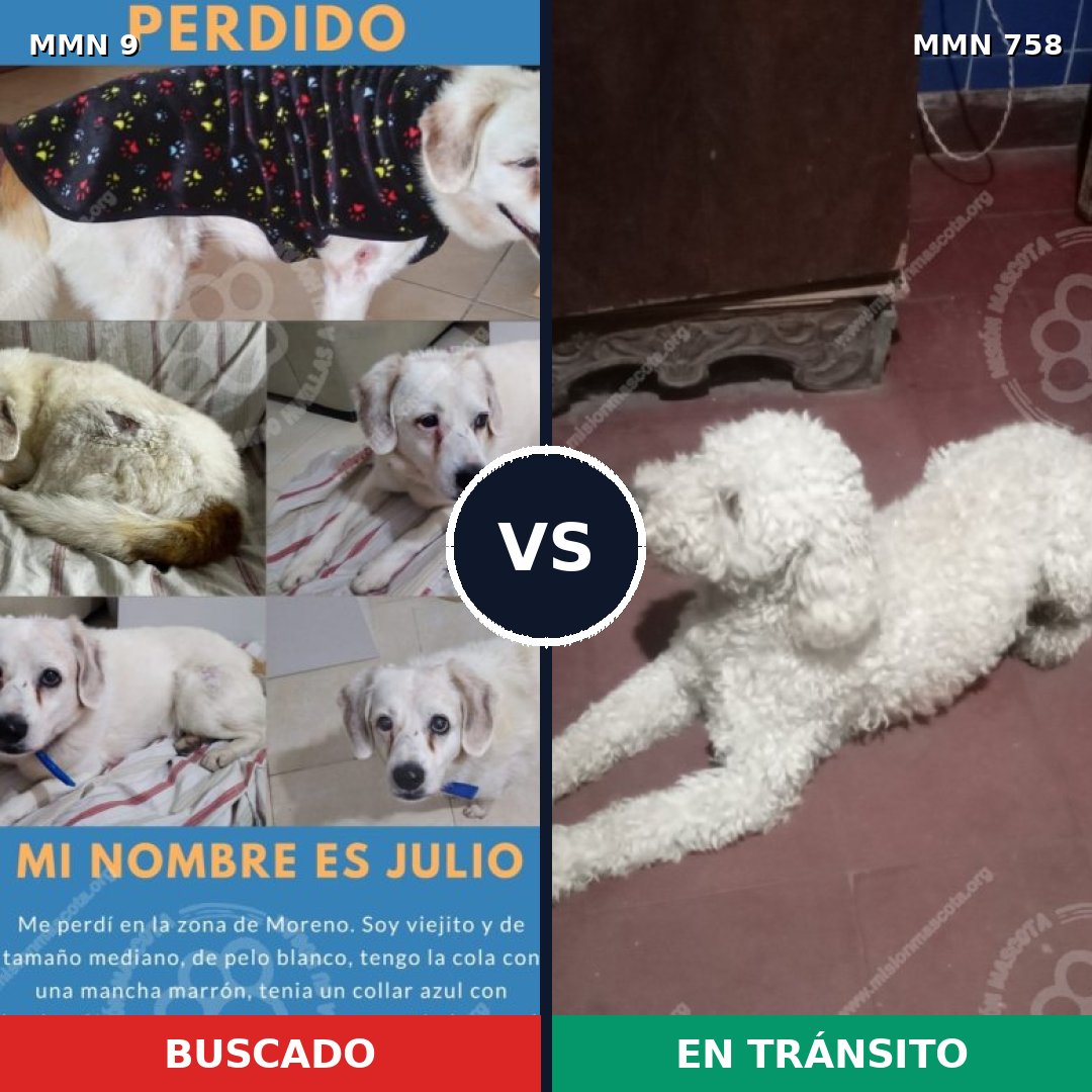 Comparativa MMS 12178: mascota perdida y mascota encontrada, 53% de similitud