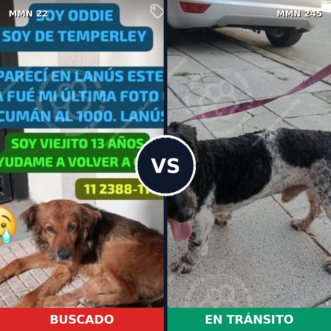 Comparativa MMS 1218: mascota perdida y mascota encontrada, 77% de similitud