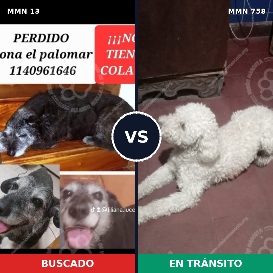 Comparativa MMS 12180: mascota perdida y mascota encontrada, 36% de similitud