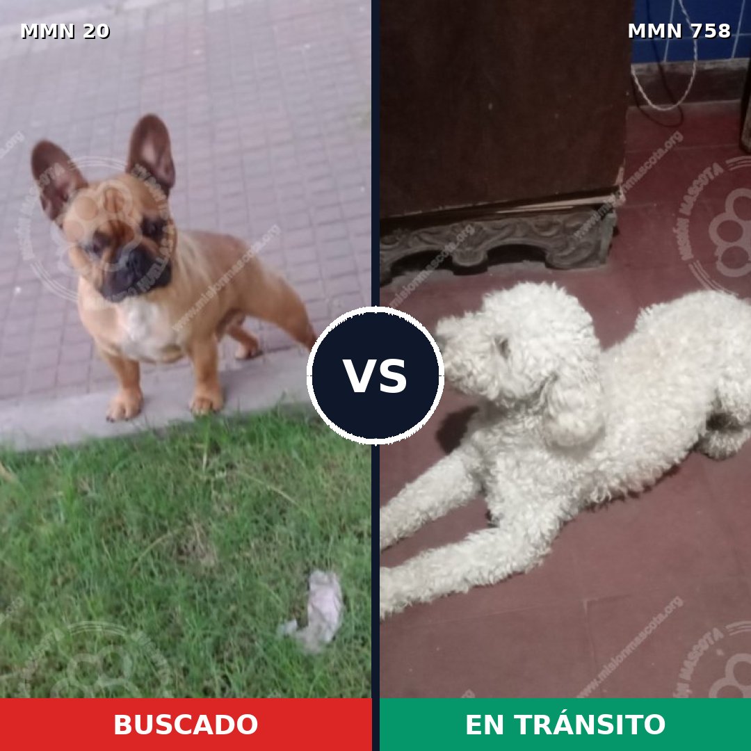 Comparativa MMS 12183: mascota perdida y mascota encontrada, 45% de similitud