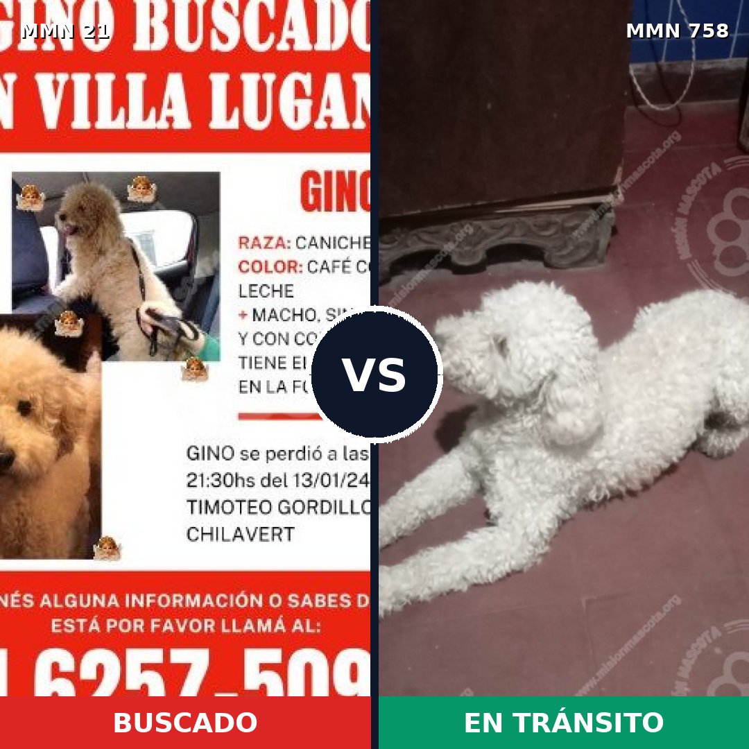 Comparativa MMS 12184: mascota perdida y mascota encontrada, 72% de similitud