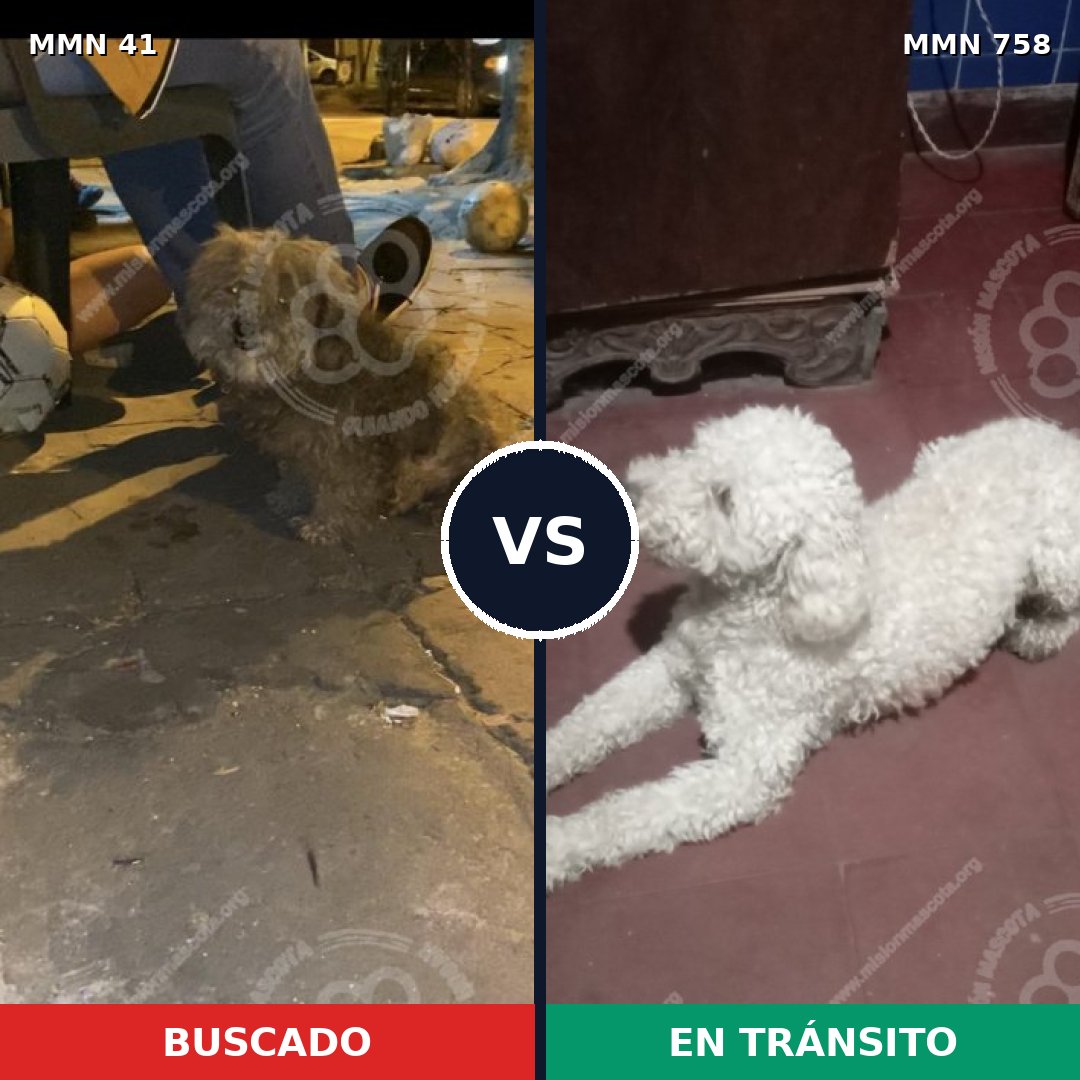 Comparativa MMS 12188: mascota perdida y mascota encontrada, 48% de similitud