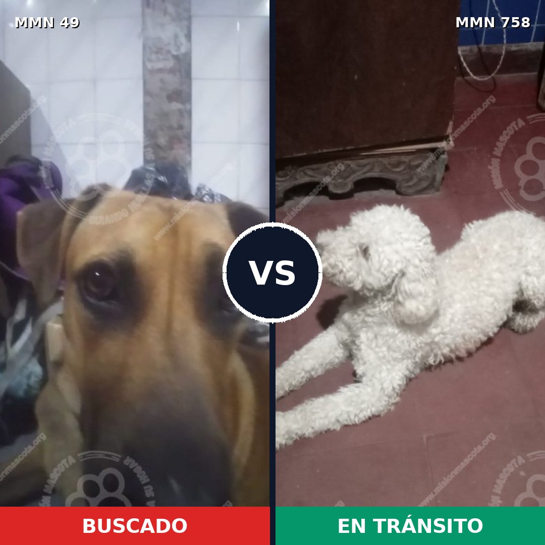 Comparativa MMS 12189: mascota perdida y mascota encontrada, 17% de similitud