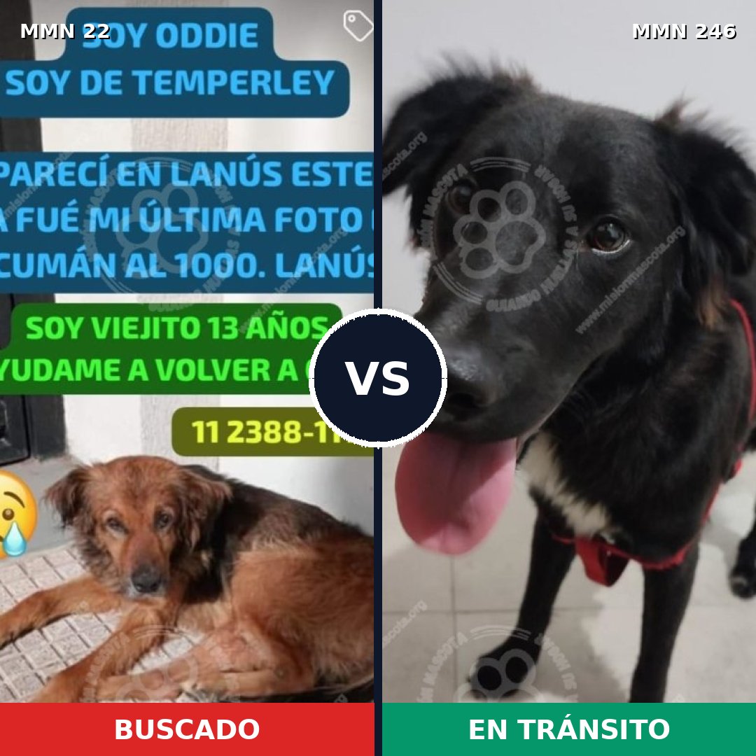 Comparativa MMS 1219: mascota perdida y mascota encontrada, 77% de similitud