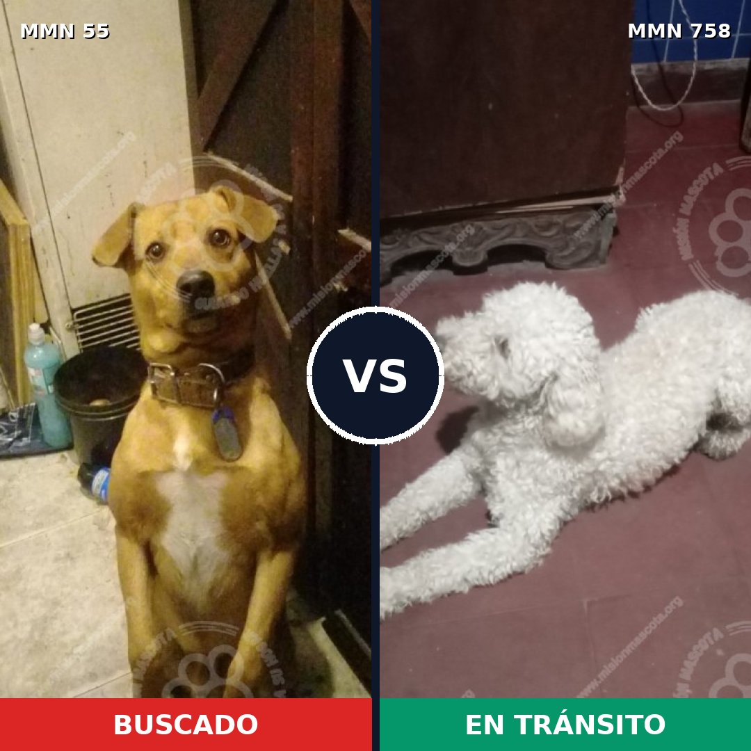 Comparativa MMS 12190: mascota perdida y mascota encontrada, 31% de similitud