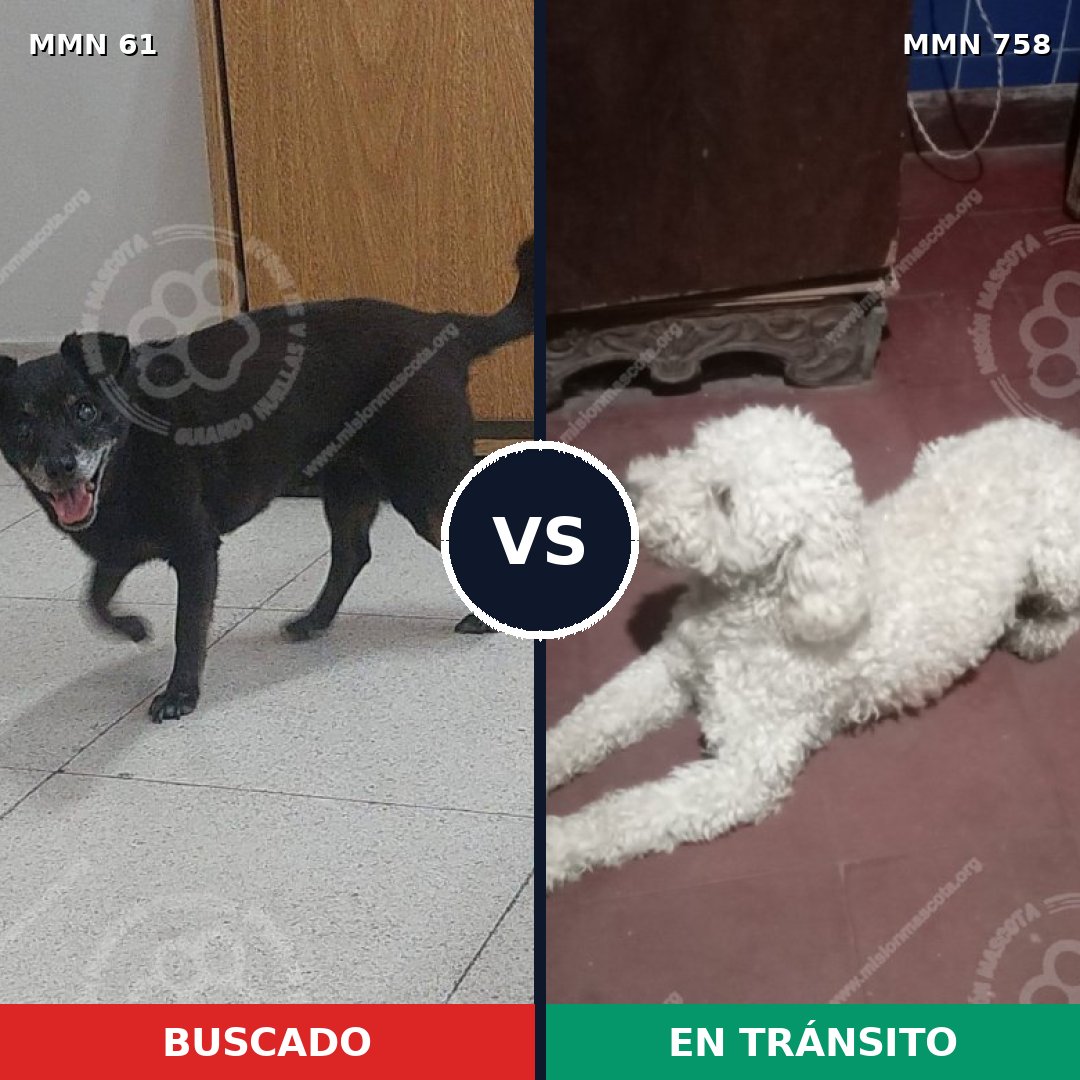 Comparativa MMS 12191: mascota perdida y mascota encontrada, 30% de similitud