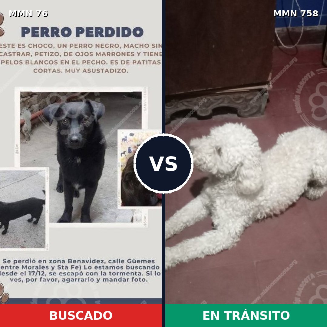 Comparativa MMS 12193: mascota perdida y mascota encontrada, 73% de similitud