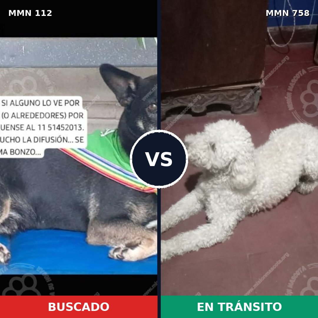Comparativa MMS 12195: mascota perdida y mascota encontrada, 32% de similitud
