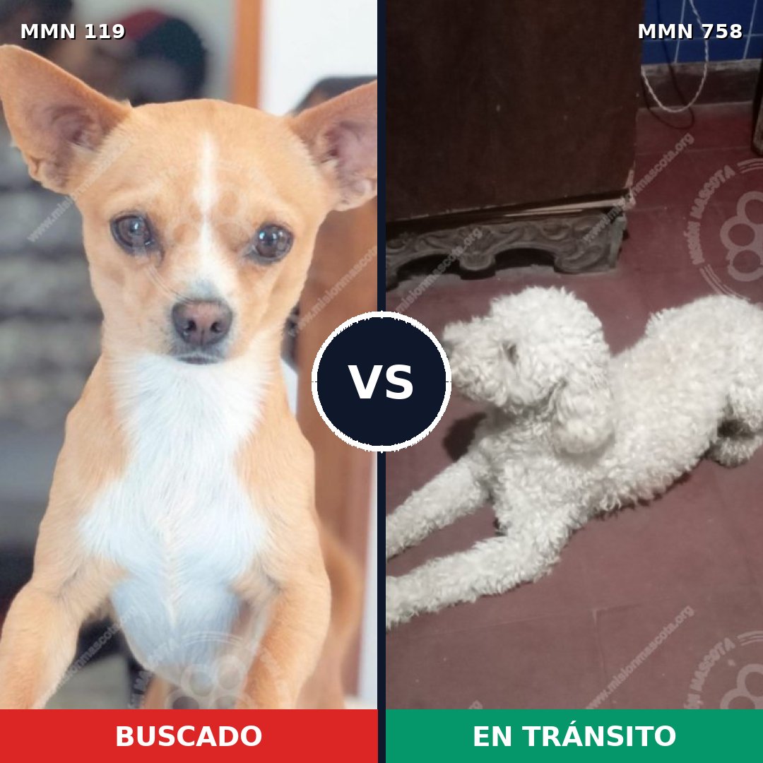 Comparativa MMS 12196: mascota perdida y mascota encontrada, 63% de similitud