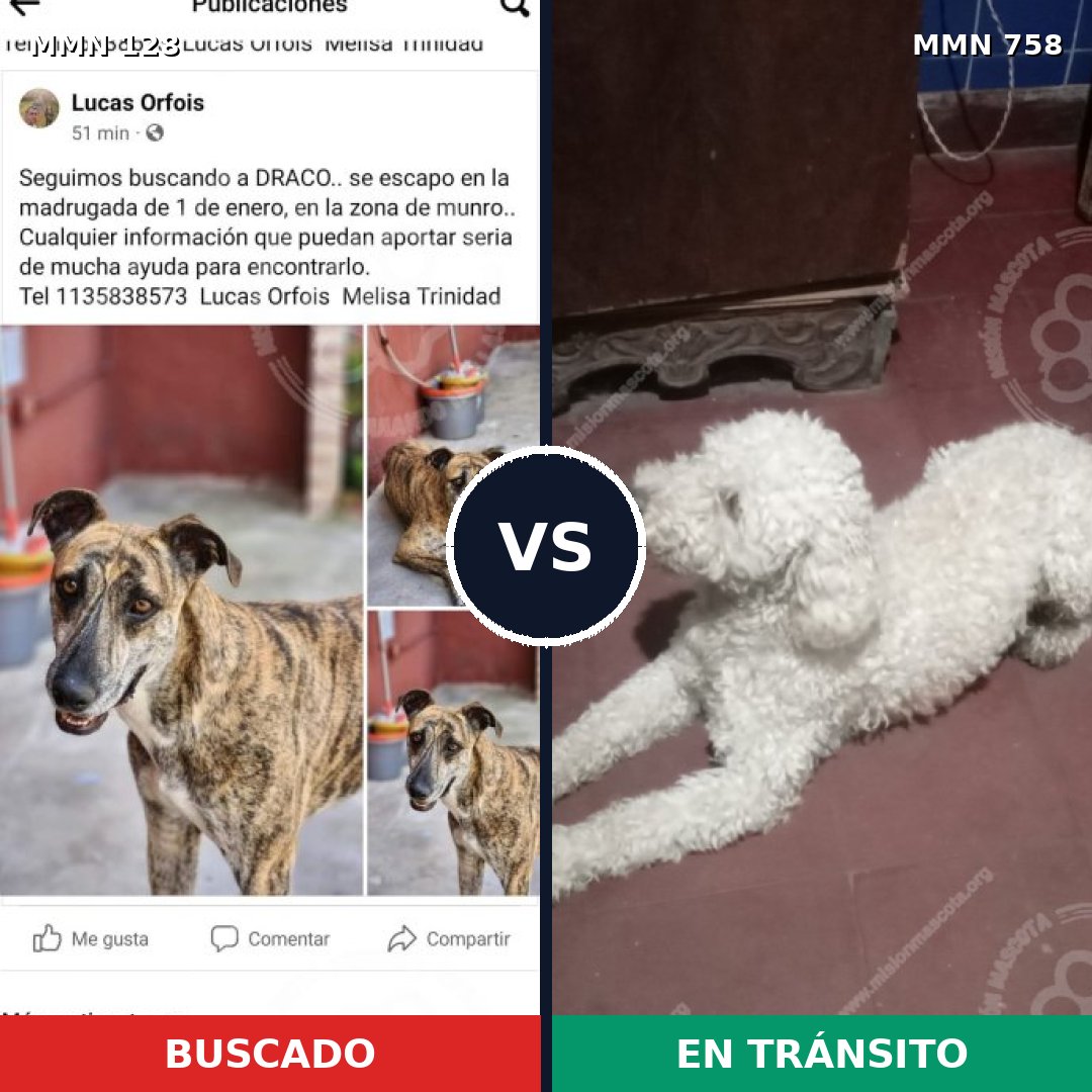 Comparativa MMS 12197: mascota perdida y mascota encontrada, 16% de similitud