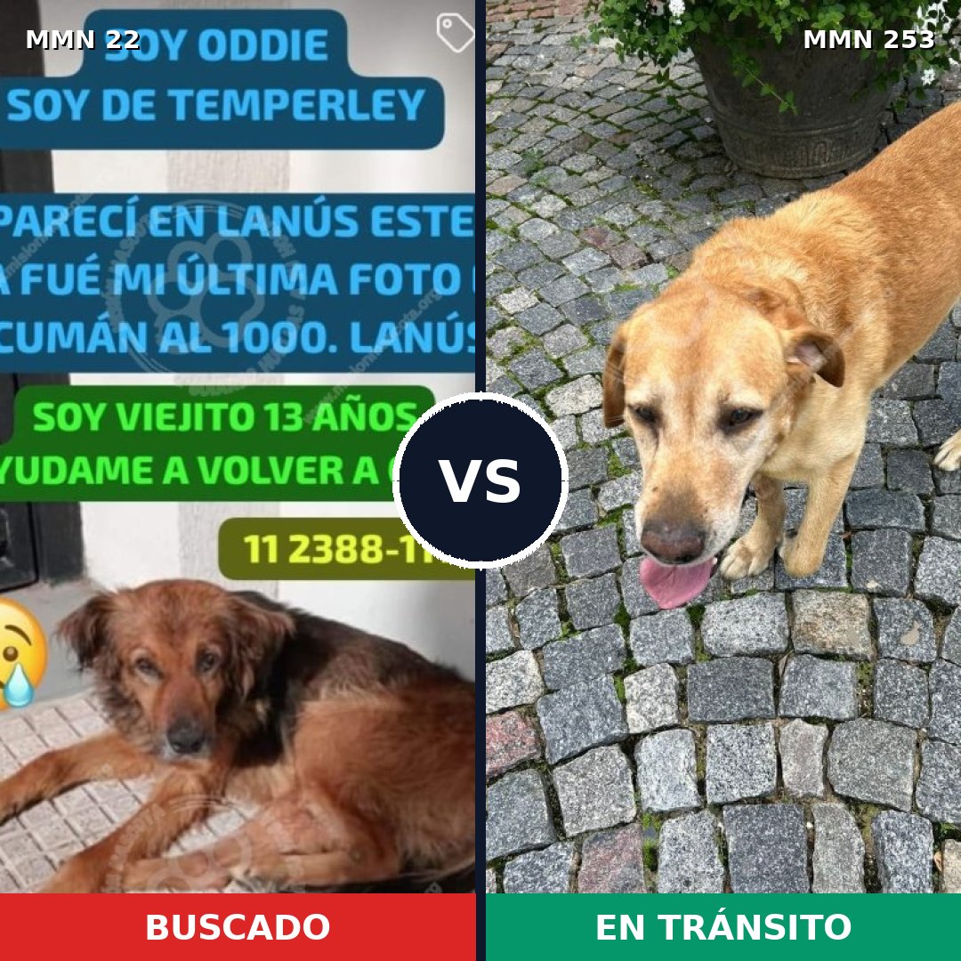 Comparativa MMS 1220: mascota perdida y mascota encontrada, 58% de similitud