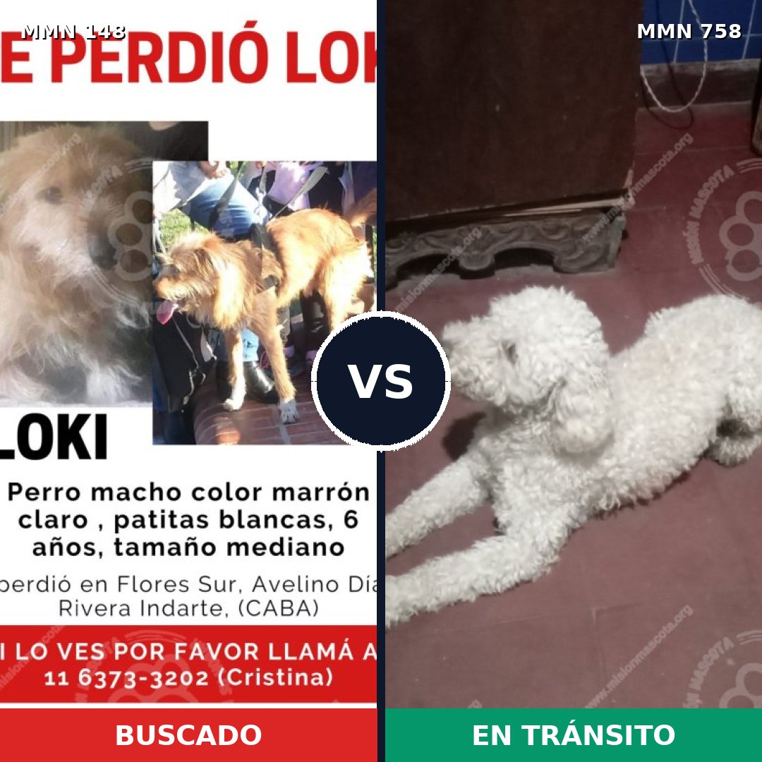 Comparativa MMS 12200: mascota perdida y mascota encontrada, 22% de similitud