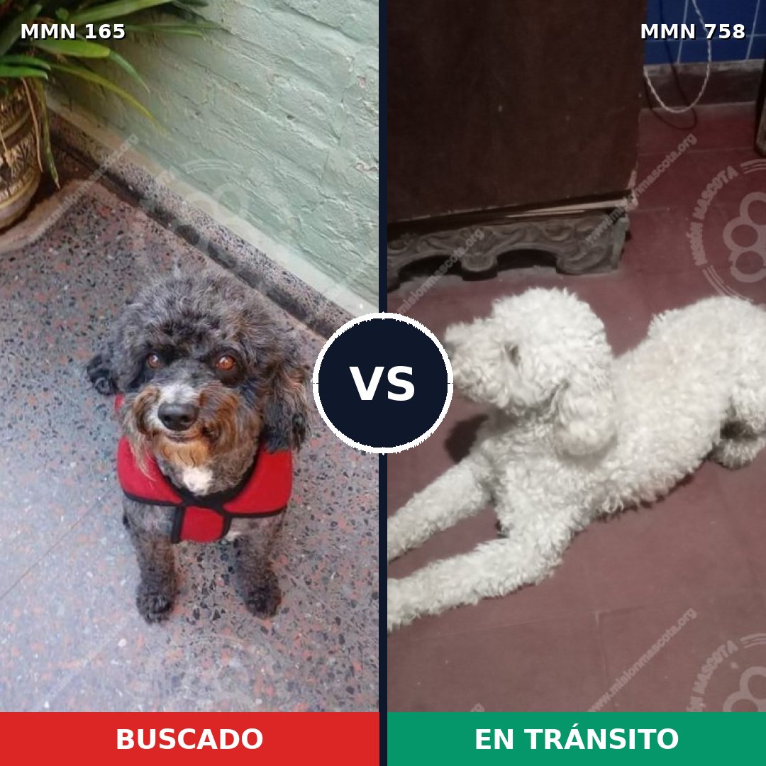 Comparativa MMS 12203: mascota perdida y mascota encontrada, 72% de similitud