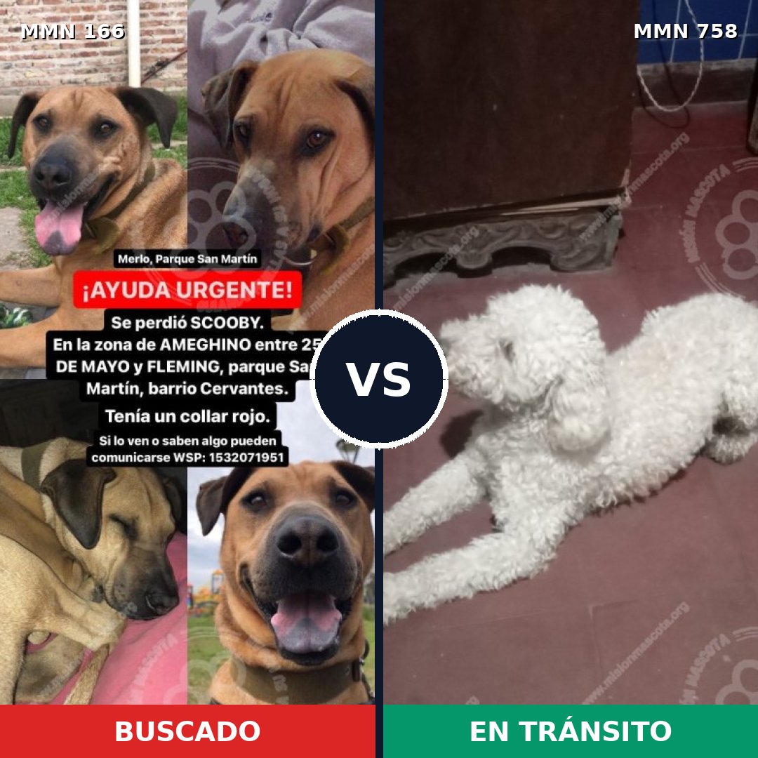 Comparativa MMS 12204: mascota perdida y mascota encontrada, 7% de similitud