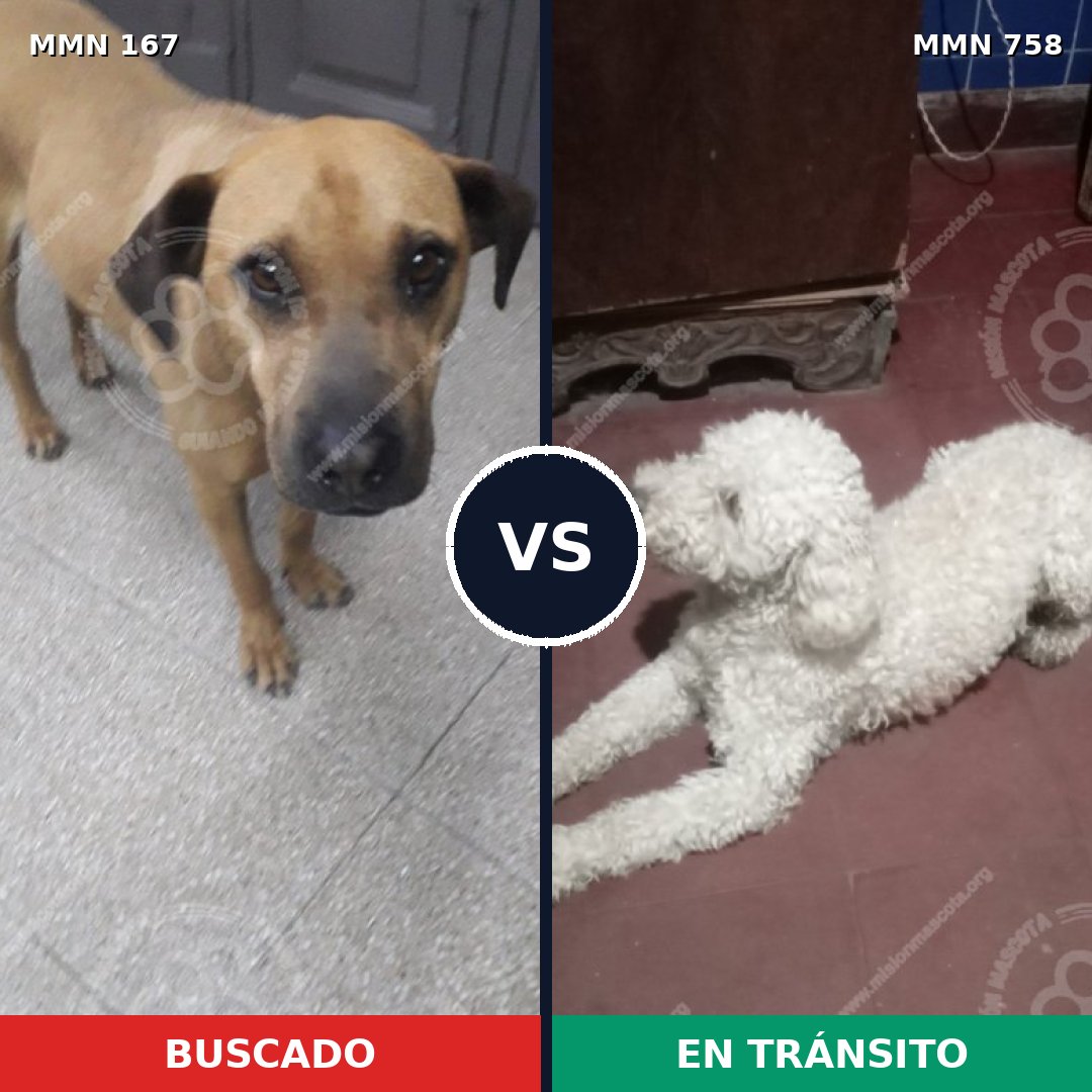 Comparativa MMS 12205: mascota perdida y mascota encontrada, 7% de similitud