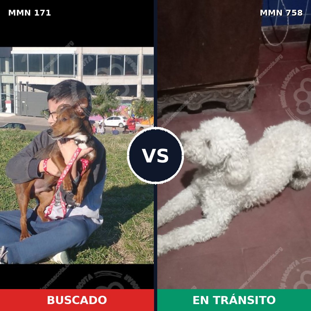 Comparativa MMS 12207: mascota perdida y mascota encontrada, 20% de similitud