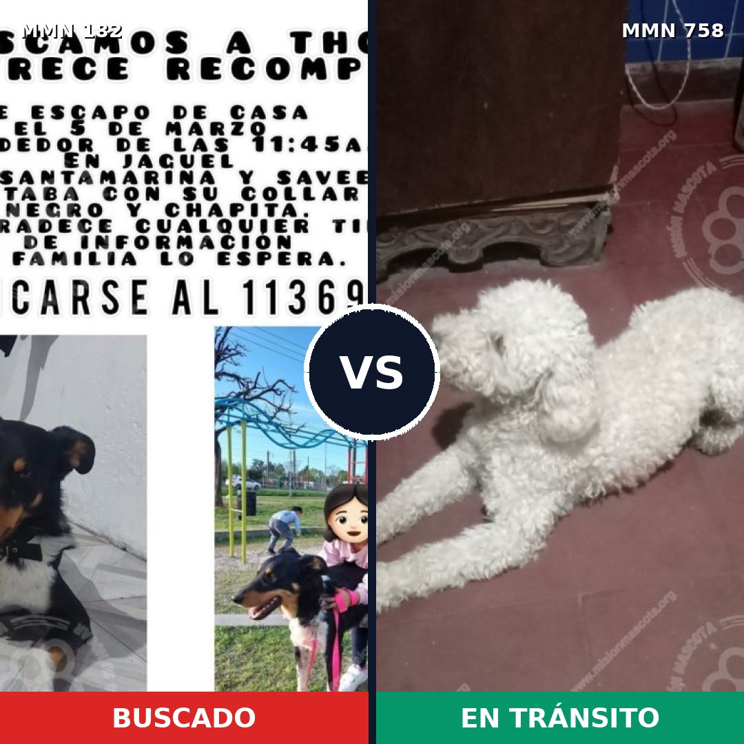 Comparativa MMS 12208: mascota perdida y mascota encontrada, 25% de similitud