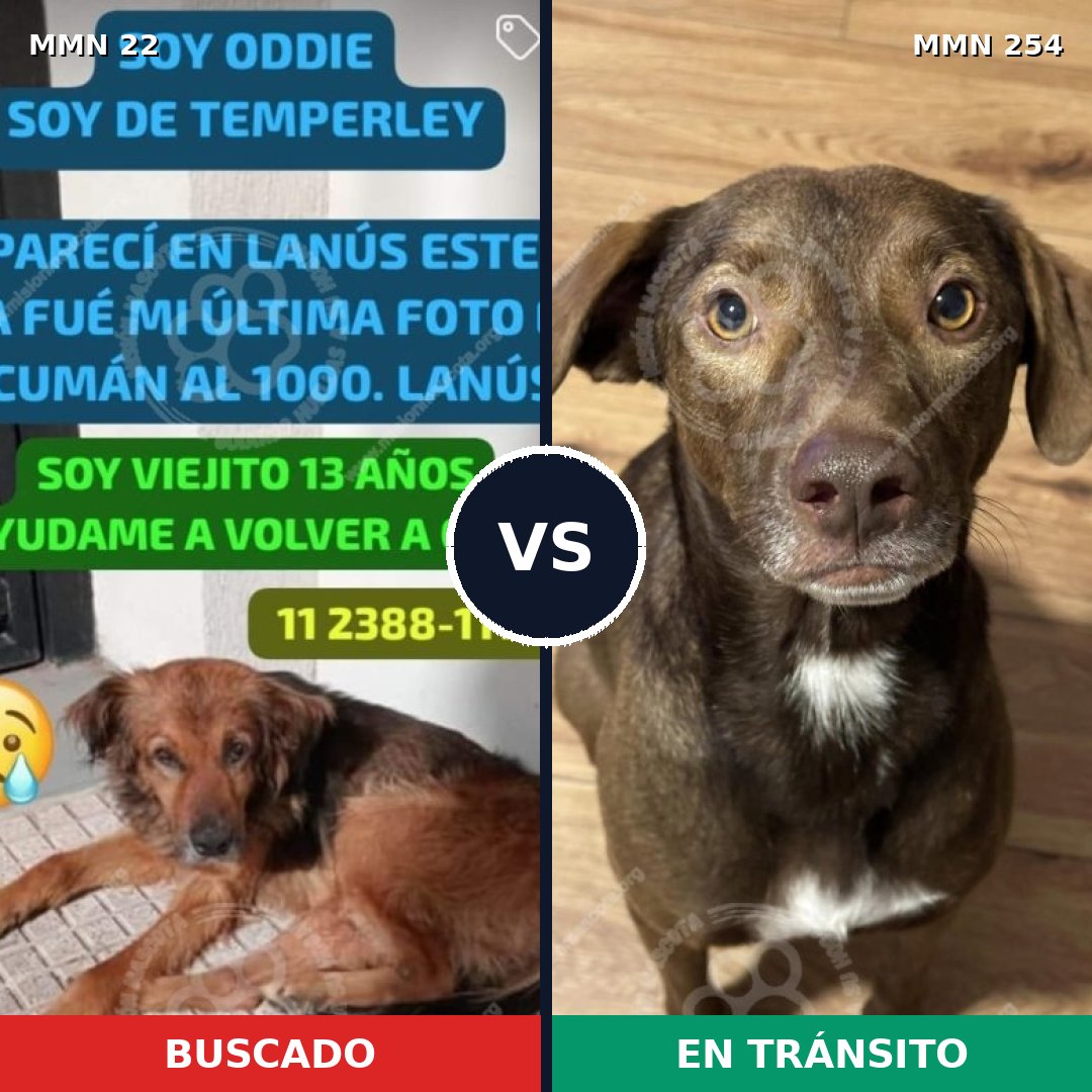 Comparativa MMS 1221: mascota perdida y mascota encontrada, 77% de similitud
