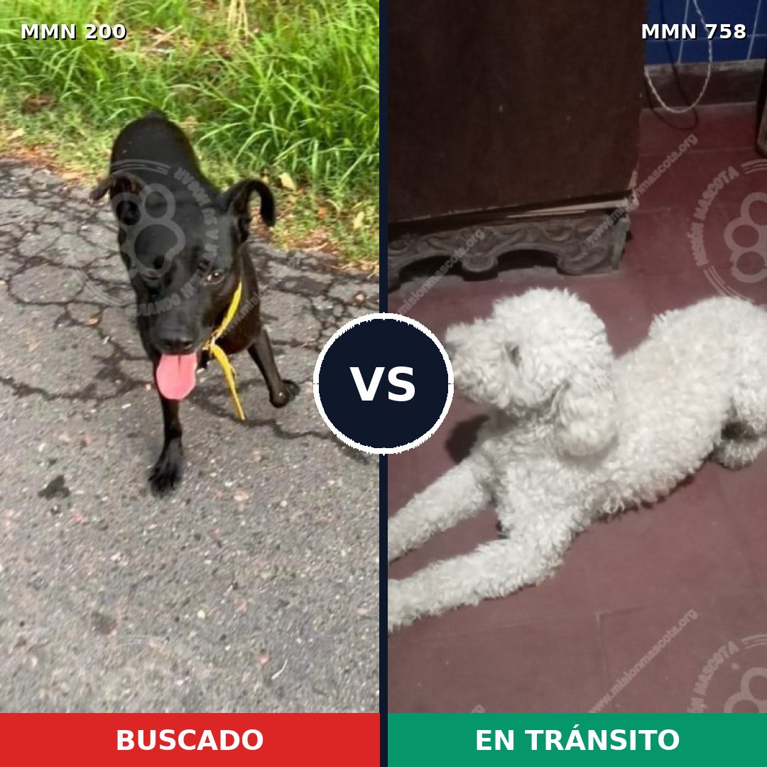 Comparativa MMS 12210: mascota perdida y mascota encontrada, 22% de similitud