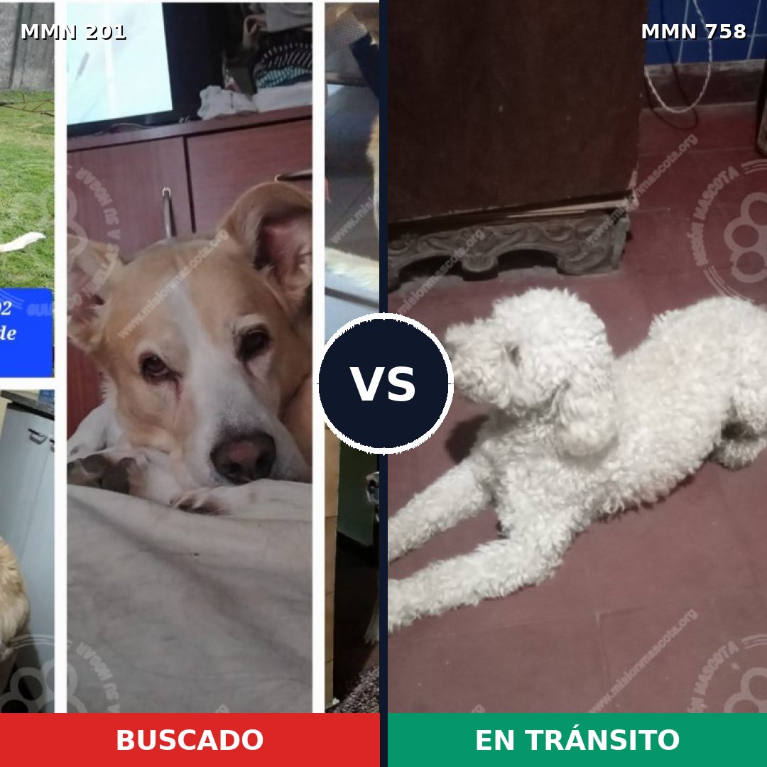 Comparativa MMS 12211: mascota perdida y mascota encontrada, 31% de similitud