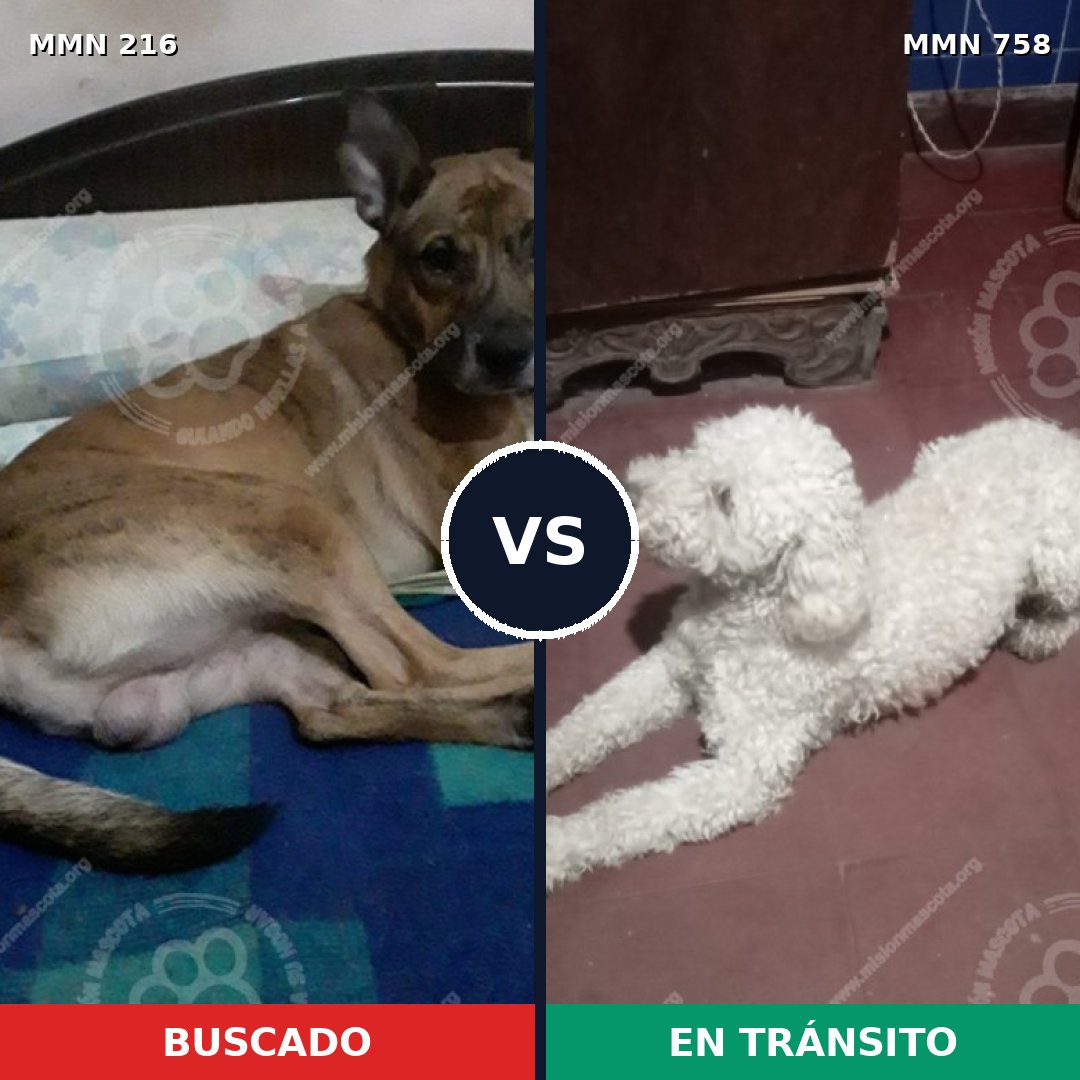 Comparativa MMS 12212: mascota perdida y mascota encontrada, 7% de similitud