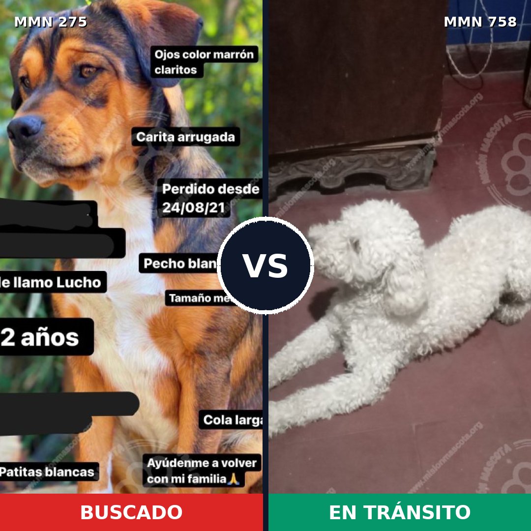 Comparativa MMS 12215: mascota perdida y mascota encontrada, 22% de similitud