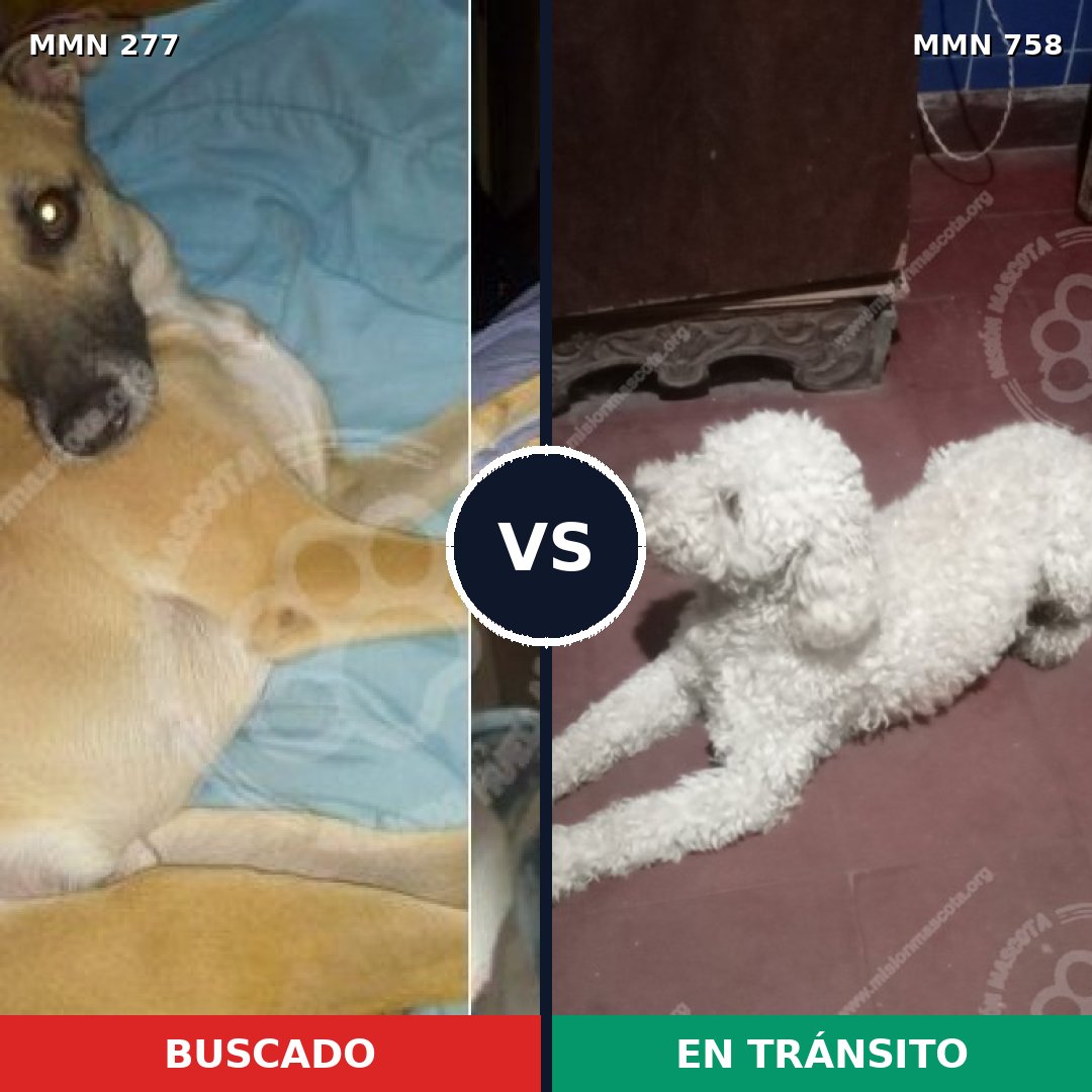 Comparativa MMS 12216: mascota perdida y mascota encontrada, 20% de similitud