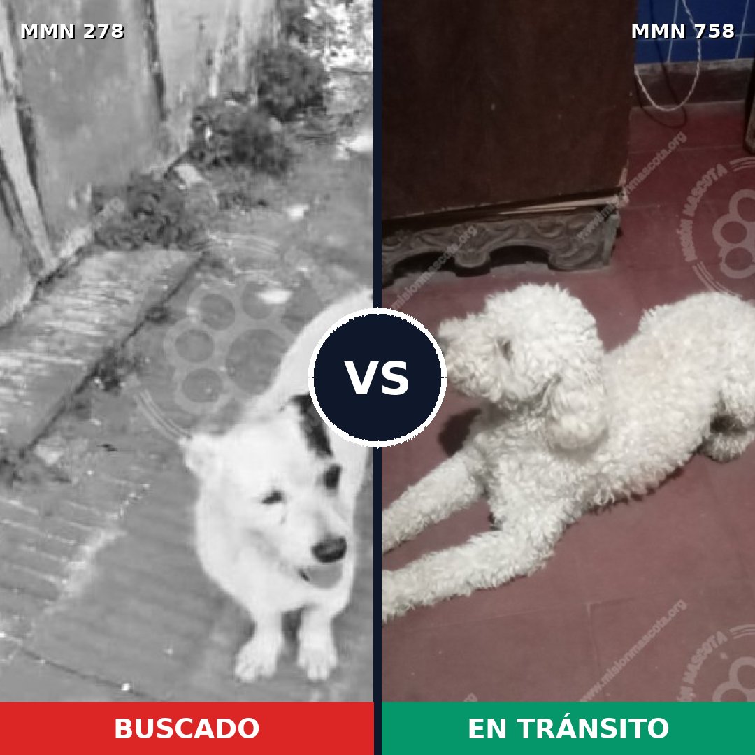 Comparativa MMS 12217: mascota perdida y mascota encontrada, 62% de similitud