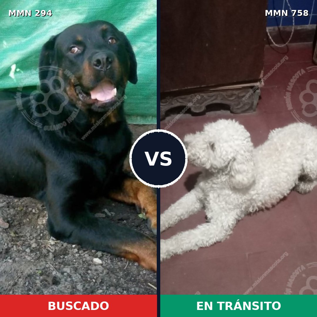 Comparativa MMS 12218: mascota perdida y mascota encontrada, 7% de similitud