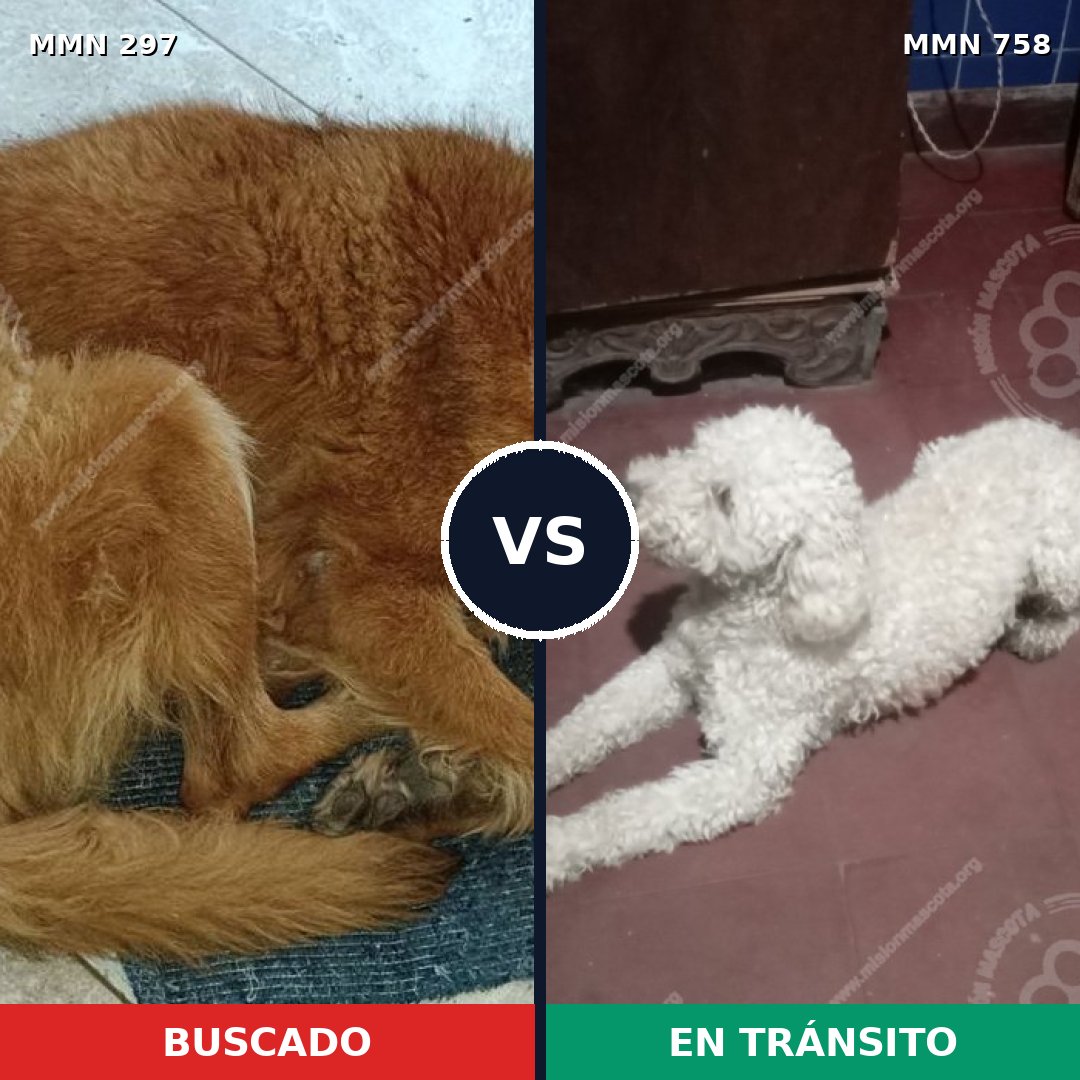 Comparativa MMS 12219: mascota perdida y mascota encontrada, 21% de similitud