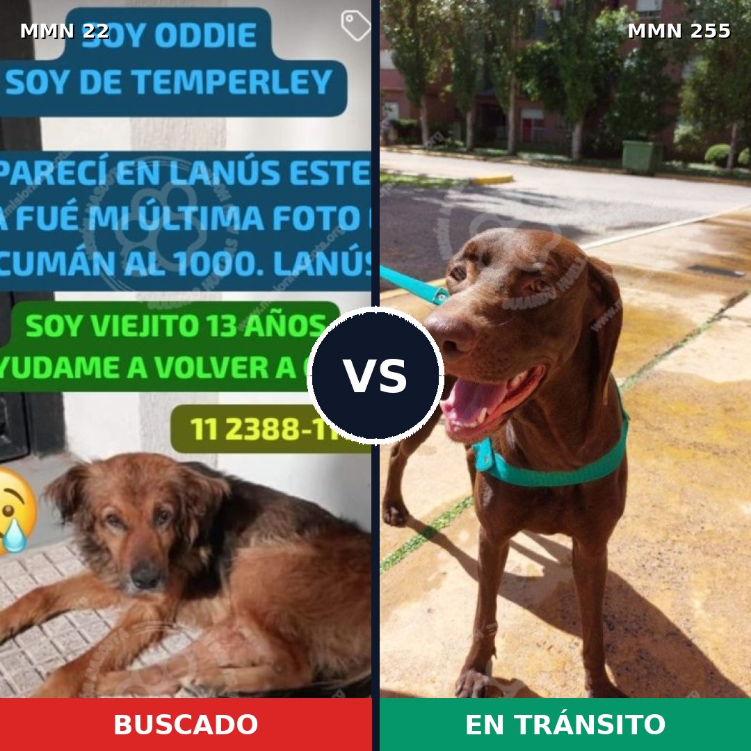 Comparativa MMS 1222: mascota perdida y mascota encontrada, 62% de similitud