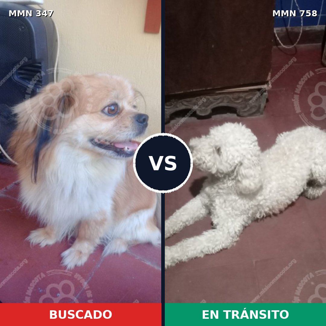 Comparativa MMS 12225: mascota perdida y mascota encontrada, 74% de similitud