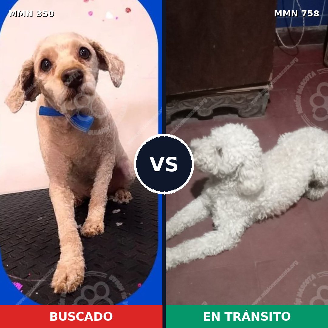 Comparativa MMS 12226: mascota perdida y mascota encontrada, 53% de similitud