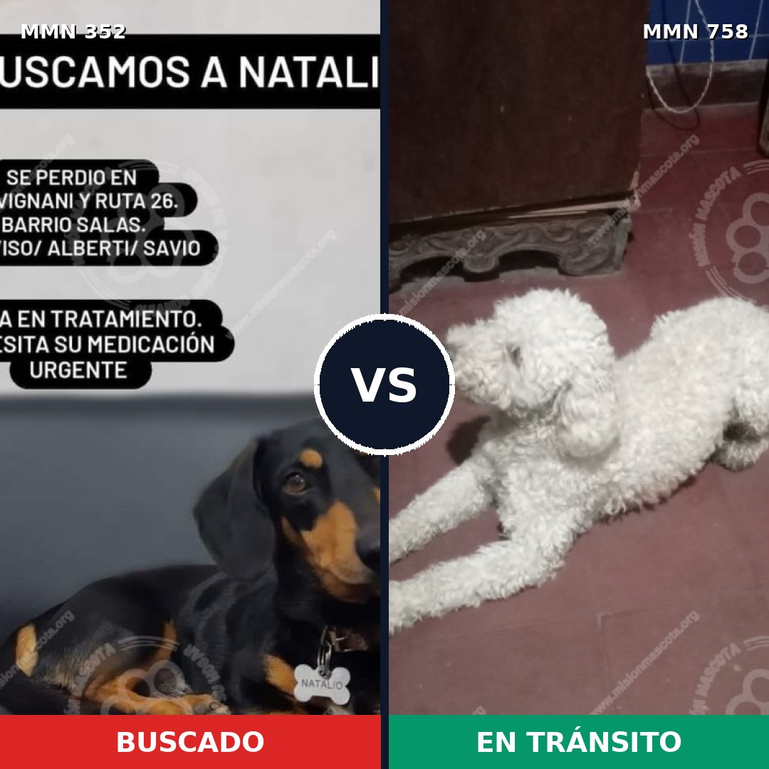 Comparativa MMS 12227: mascota perdida y mascota encontrada, 64% de similitud
