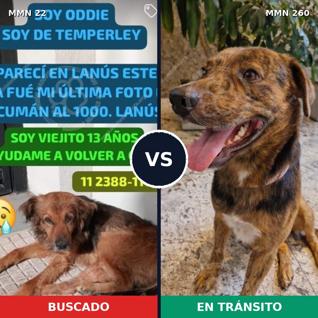 Comparativa MMS 1223: mascota perdida y mascota encontrada, 65% de similitud