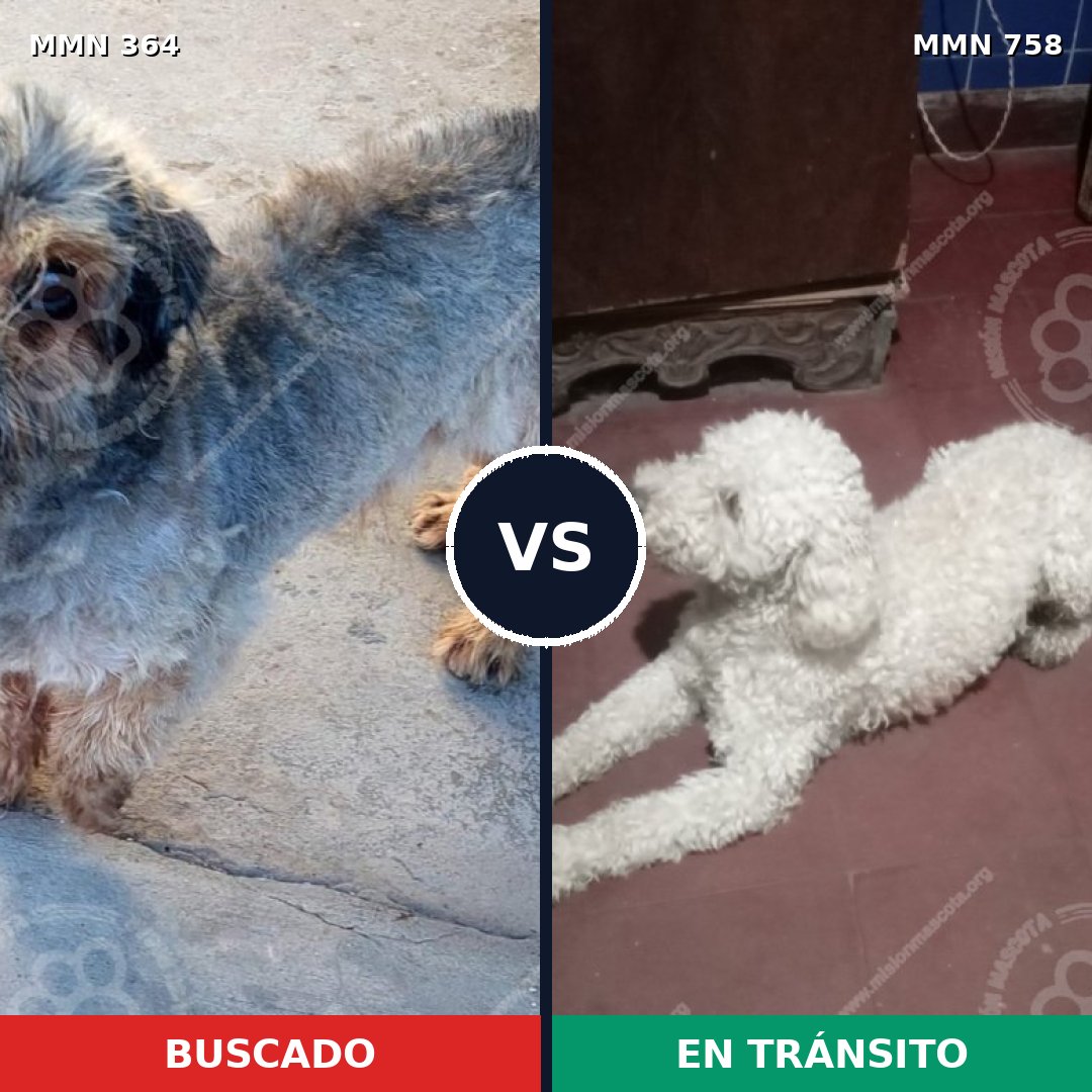 Comparativa MMS 12230: mascota perdida y mascota encontrada, 61% de similitud