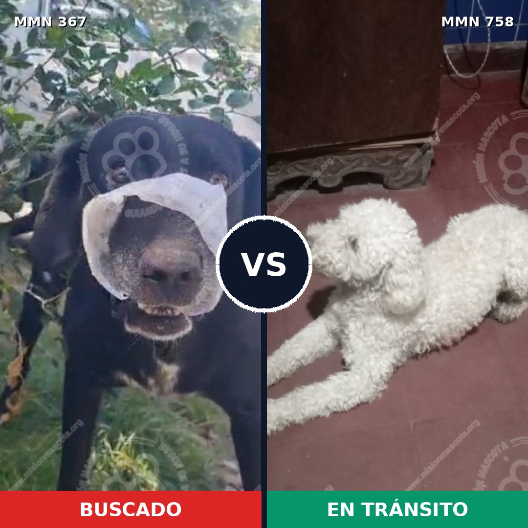 Comparativa MMS 12231: mascota perdida y mascota encontrada, 30% de similitud