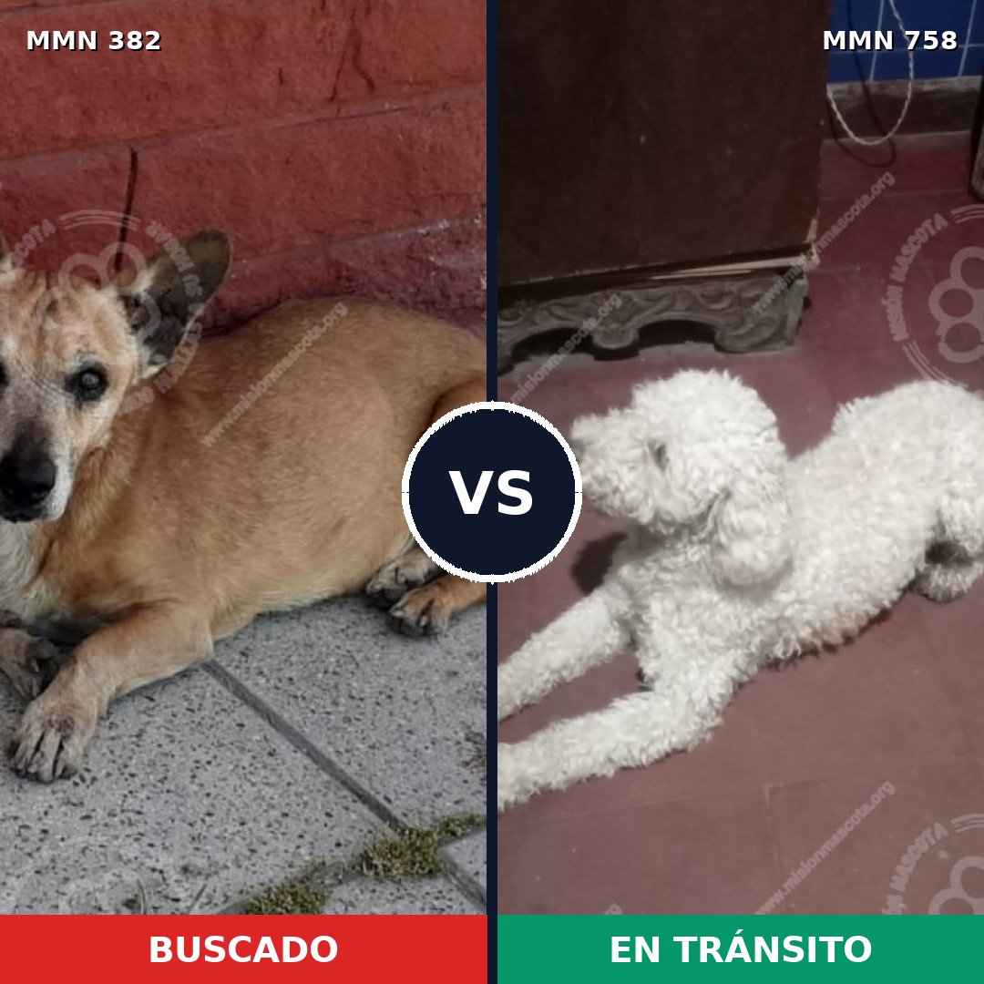 Comparativa MMS 12233: mascota perdida y mascota encontrada, 30% de similitud