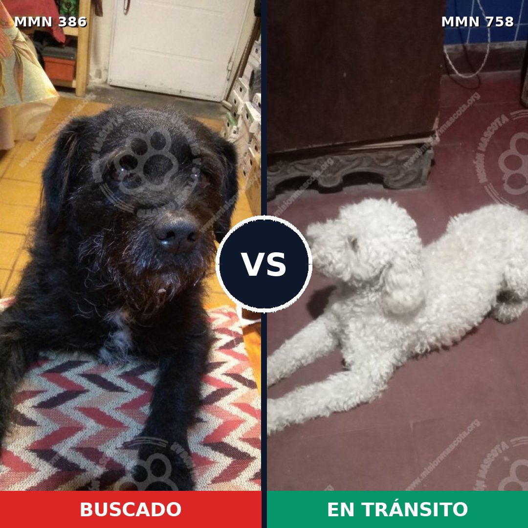Comparativa MMS 12235: mascota perdida y mascota encontrada, 39% de similitud