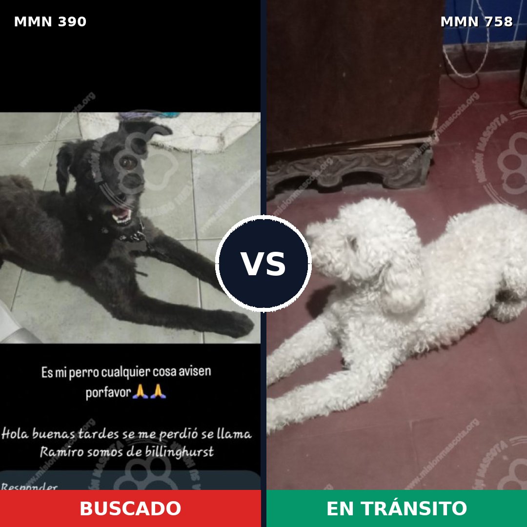 Comparativa MMS 12236: mascota perdida y mascota encontrada, 56% de similitud