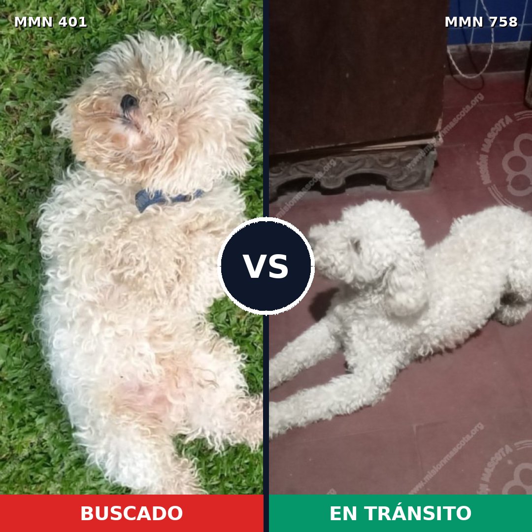 Comparativa MMS 12237: mascota perdida y mascota encontrada, 63% de similitud