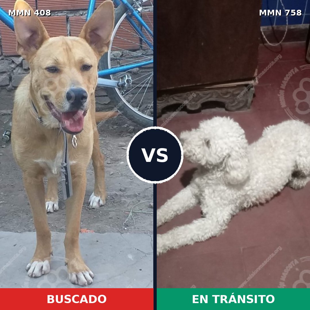 Comparativa MMS 12238: mascota perdida y mascota encontrada, 32% de similitud