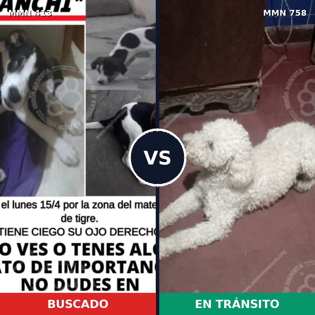 Comparativa MMS 12239: mascota perdida y mascota encontrada, 71% de similitud