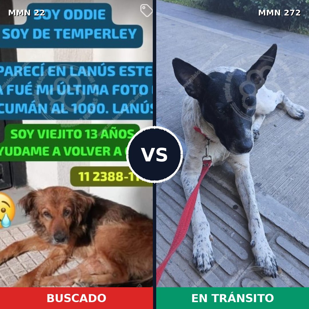 Comparativa MMS 1224: mascota perdida y mascota encontrada, 68% de similitud